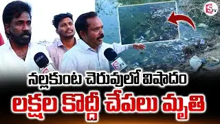 నల్లకుంట చెరువులో వి_షాదం.. లక్షల కొద్దీ చేపలు మృ_తి.. | Lakhs of Fish D_eath In Nallakunta Lake