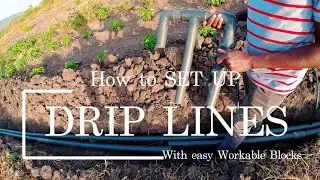 How to set up driplines to easily manage the farm #dripline #farming