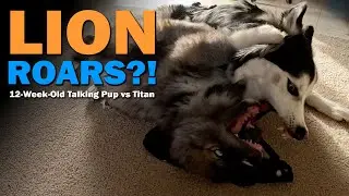 Playful Growls, Husky Talk & Lion Roars! Timber the Talking Puppy (12 Weeks) vs Titan