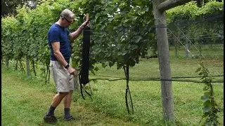 Viticulture - #6 Installing Nets - A Season in the Vineyard