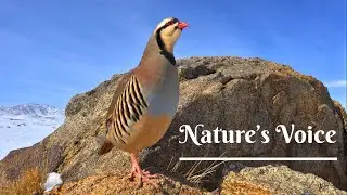 This Is Not Just a Bird&hellip; It&rsquo;s a Masterpiece of Nature