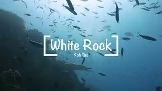 White Rock. Koh Tao 🏝️