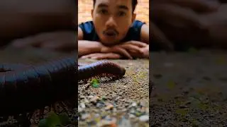 I provide small red round fruit to the millipedes #shortvideo