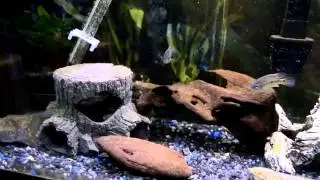 FWP Fishroom Tour- 7-19-13