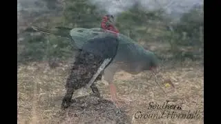 Birds of Tanzania
