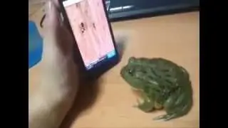 Frog Playing Mobile game