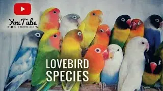 Type of lovebird species