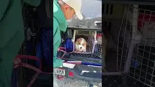 非得逼我在这么漂亮的地方揍你！！ #柯基 #壹陸训犬