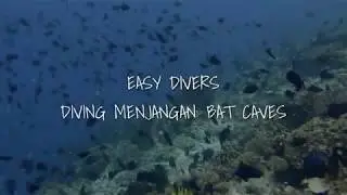 Diving Menjangan: Bat Caves