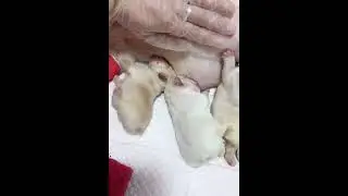 New born bulldog puppies breastfeeding #puppy #bulldog #dog #cute #pets #frenchbulldog #adorable #fy