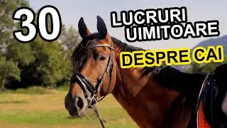 TOP 30 lucruri uimitoare DESPRE CAI - Invatam Zi De Zi