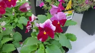 THE FIRST SPRING PLANT HAUL FROM LOWES MARCH 14,2024🌸⚘️💐🥀