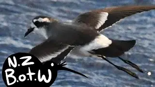 Kermadec storm petrel - New Zealand Bird of the Week