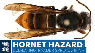 The rush to eradicate yellow-legged hornets in Georgia