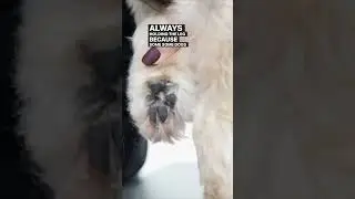 Trimming the feet #grooming