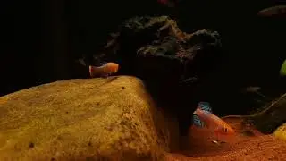 Nothobranchius rachovii bij Aquarium Speciaalzaak Utaka 