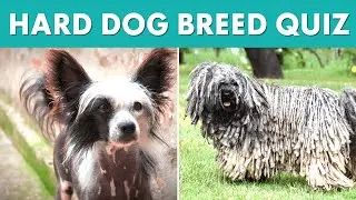 Dog Breeds Quiz (Hard Challenge)