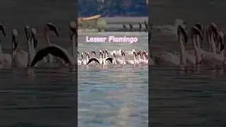 Lesser Flamingos Taking Flight With Sound