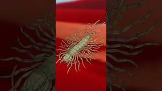 The Seafood Planet: What lives on the Algae Fields (Part 1)