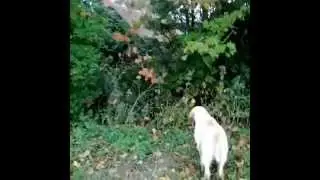 Italian Spinone  'Mistral del Subasio at Sanjika' hunting/pointing 051015