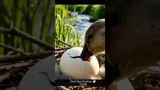 You Won&rsquo;t Believe This Duck Egg Hatching Sound 😲 ASMR #asmrshorts #oddlysatisfying #nature