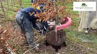 Fagus sylvatica fth Rootballed