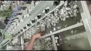 automatic silk reeling machine
