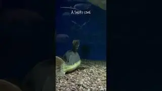 Phantom red tail huge growth squirt