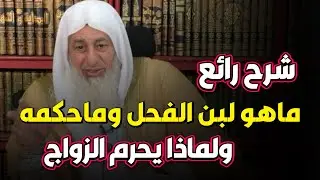 ماهو لبن الفحل وماحكمه الشيخ مصطفى العدوى