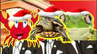 Crab Vs Turtle Vs Frog - Animal Merry Christmas Song Cover