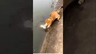 cat's skill at catching fish #shots #catskills #catching fish