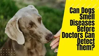 Can Dogs Smell Diseases Before Doctors Can Detect Them?