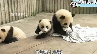 Finally Discovering Why We Need to Sunbathe Panda Cubs! No Sun, Moldy Fun! #GiantPandas...
