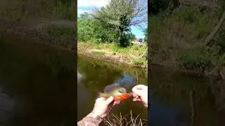 Catching beautiful Redbreast Sunfish  #pondfishing #bankfishing #bream