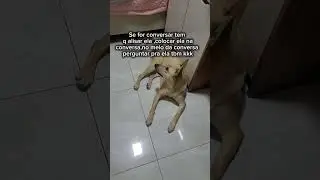 Quer aten&ccedil;&atilde;o s&oacute; pra ela 🐕&zwj;🦺 💛