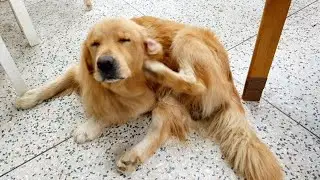 Top 3 Dog Shampoos for Itchy Skin: Natural Ingredients And Medicated Options. Honest Reviews 2023.