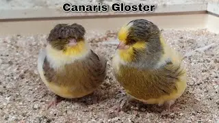 Mes Canaris 
