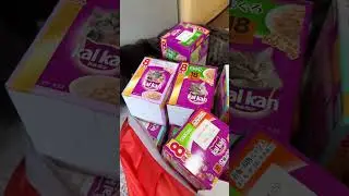 キジシロのルル。KalKan大人買いの買い物バッグに入り込む② バッグを持ち上げたらｗ