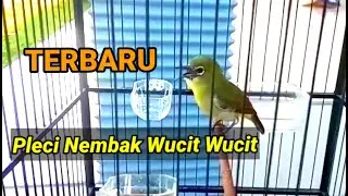 Terbaru...!!! Pleci GACOR Isian Glatik Wucit Wucit Wucit