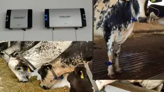 MEGALEITE 2017-Compost Barn Boa Fé - (LINK)
