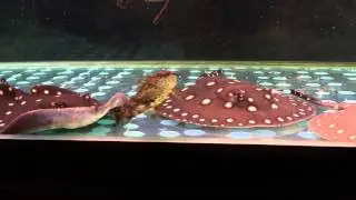 Trio of Henlei Stingrays
