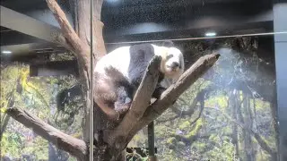 あくびをしてまだ眠そうなレイレイ🐼とアクロバティックなシャオシャオ🐼 2026.01.10