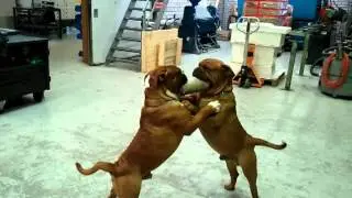 old english bulldogs  