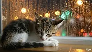 【睡眠用ASMR】雨の夜に眠る子猫｜ゴロゴロ音と雨音で深い眠りへ｜ Sleep ASMR &ndash; A Kitten Sleeping on a Rainy Night