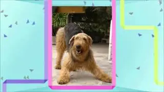 Airedale Terrier Temperament