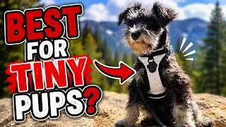Canada Pooch Dog Harness Review. Best for Tiny Pups?