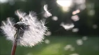 Bruit du Vent pour Dormir - Relaxation