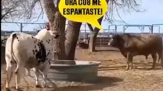 Jajajaja tres toros se asustan al verse unos a otros
