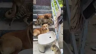 TRENDING 2026 #dog #cat #shorts