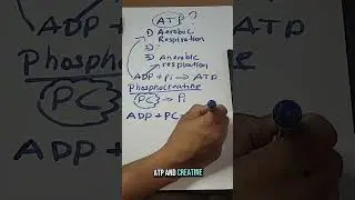 Phosphocreatine & ATP #education #alevel #science #proteinproduction#muscle #musclecontraction